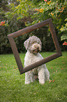 sitting Lagotto Romagnolo