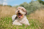 yawning Lagotto Romagnolo