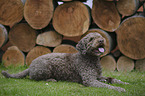 lying Lagotto Romagnolo