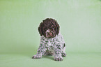 sitting Lagotto Romagnolo puppy