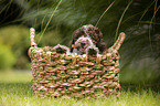 Lagotto Romagnolo puppy