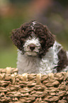 Lagotto Romagnolo puppy