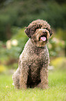 sitting Lagotto Romagnolo