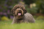 lying Lagotto Romagnolo