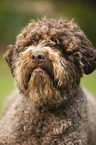 Lagotto Romagnolo Portrait