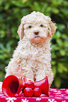 sitting Lagotto Romagnolo puppy