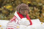 Lagotto Romagnolo puppy portrait