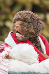 Lagotto Romagnolo puppy portrait