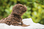 lying Lagotto Romagnolo puppy