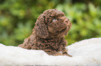 Lagotto Romagnolo puppy