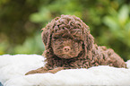 lying Lagotto Romagnolo puppy