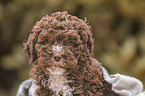Lagotto Romagnolo puppy portrait