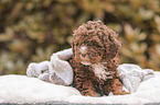 Lagotto Romagnolo puppy