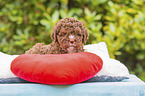 Lagotto Romagnolo puppy