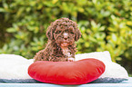 Lagotto Romagnolo puppy