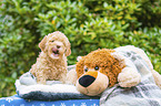 Lagotto Romagnolo puppy