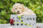 Lagotto Romagnolo Puppy in a box