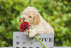 Lagotto Romagnolo Puppy in a box