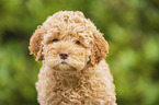 Lagotto Romagnolo Puppy portrait