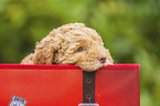 Lagotto Romagnolo Puppy portrait