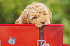 Lagotto Romagnolo Puppy portrait