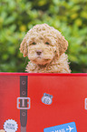 Lagotto Romagnolo Puppy portrait