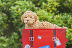 Lagotto Romagnolo Puppy