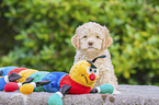 sitting Lagotto Romagnolo Puppy