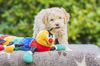 standing Lagotto Romagnolo Puppy