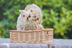 Lagotto Romagnolo Puppy in a basket