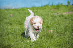 running Lagotto Romagnolo Puppy