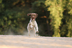 running Lagotto Romagnolo