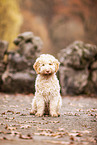 young Lagotto Romagnolo