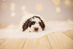 Lagotto Romagnolo Puppy