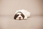 Lagotto Romagnolo Puppy