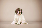 Lagotto Romagnolo Puppy