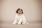 Lagotto Romagnolo Puppy