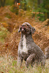 Lagotto Romagnolo