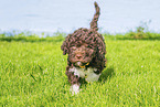 Lagotto Romagnolo puppy