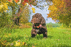 Lagotto Romagnolo puppy