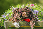 Lagotto Romagnolo puppies