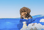 Lagotto Romagnolo puppy