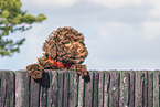 Lagotto Romagnolo puppy