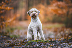 male Lagotto Romagnolo