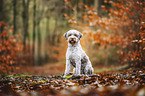 male Lagotto Romagnolo