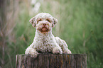 male Lagotto Romagnolo