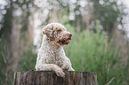 male Lagotto Romagnolo