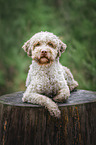 male Lagotto Romagnolo