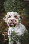 male Lagotto Romagnolo