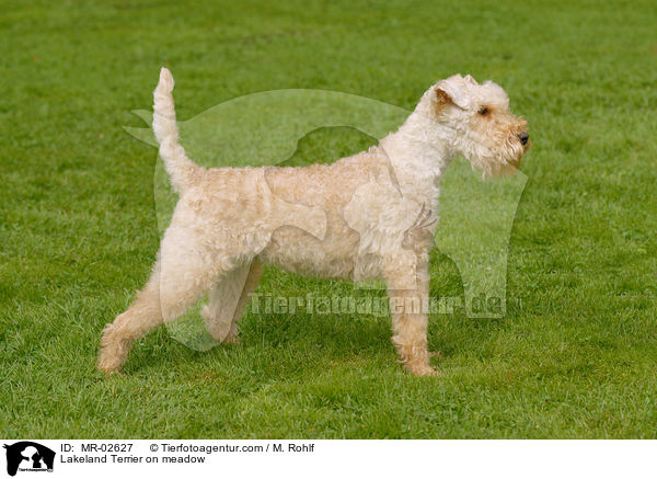 Lakeland Terrier on meadow / MR-02627